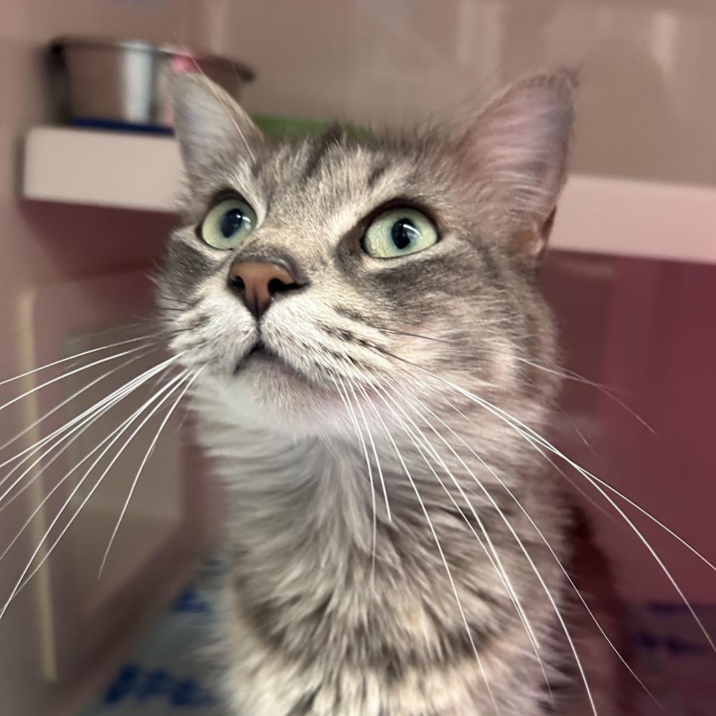 Winter, a Adoptable Domestic Long Hair in Watertown, NY image 2/3