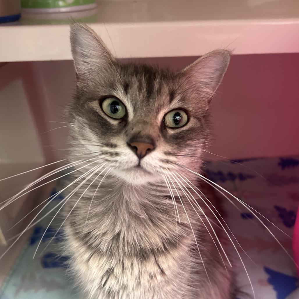 Winter, a Adoptable Domestic Long Hair in Watertown, NY image 3/3