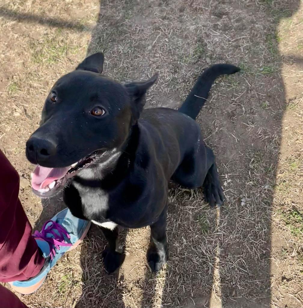 Beau, a Adoptable mixed breed in Ada, OK image 1/4