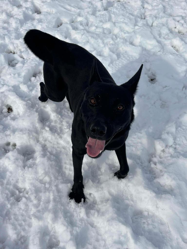 Beau, a Adoptable mixed breed in Ada, OK image 2/4