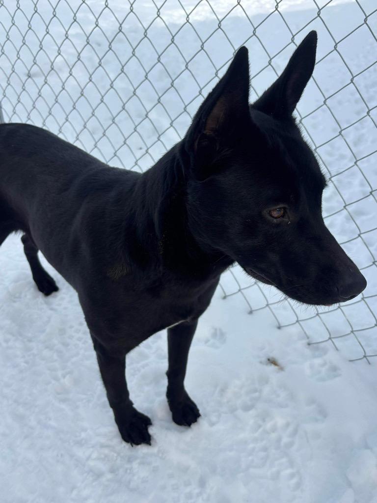 Beau, a Adoptable mixed breed in Ada, OK image 3/4