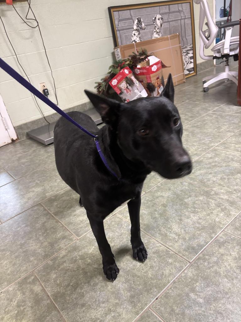 Beau, a Adoptable mixed breed in Ada, OK image 4/4