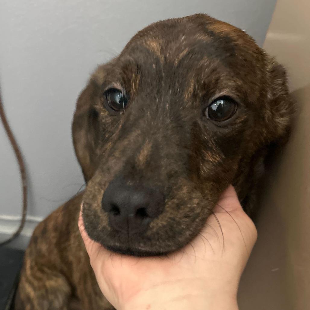 Enlarge Castiel, a Adoptable Mixed Breed in Oak Hill, WV image 1/1