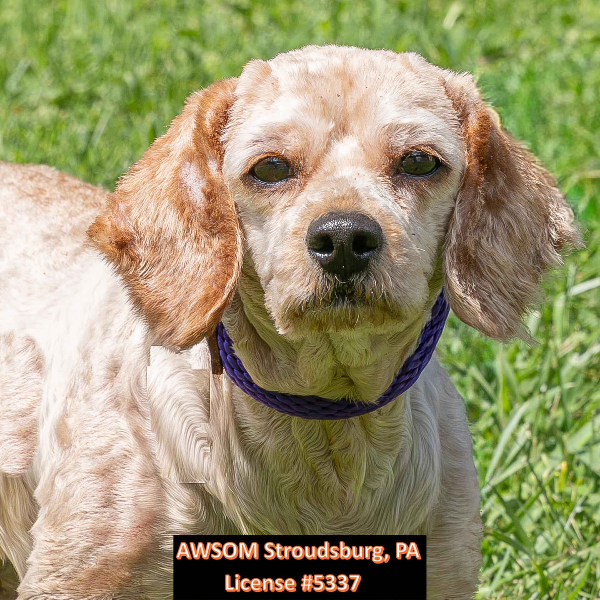 Enlarge Coco, a ADOPTABLE mixed breed in Stroudsburg, PA image 2/3