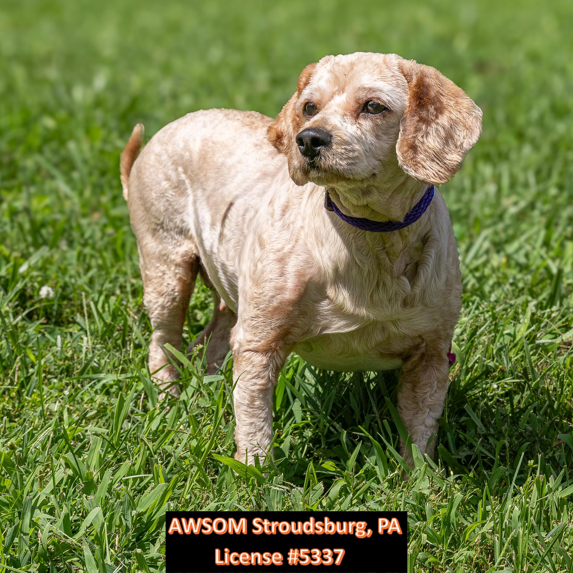 Enlarge Coco, a ADOPTABLE mixed breed in Stroudsburg, PA image 1/3