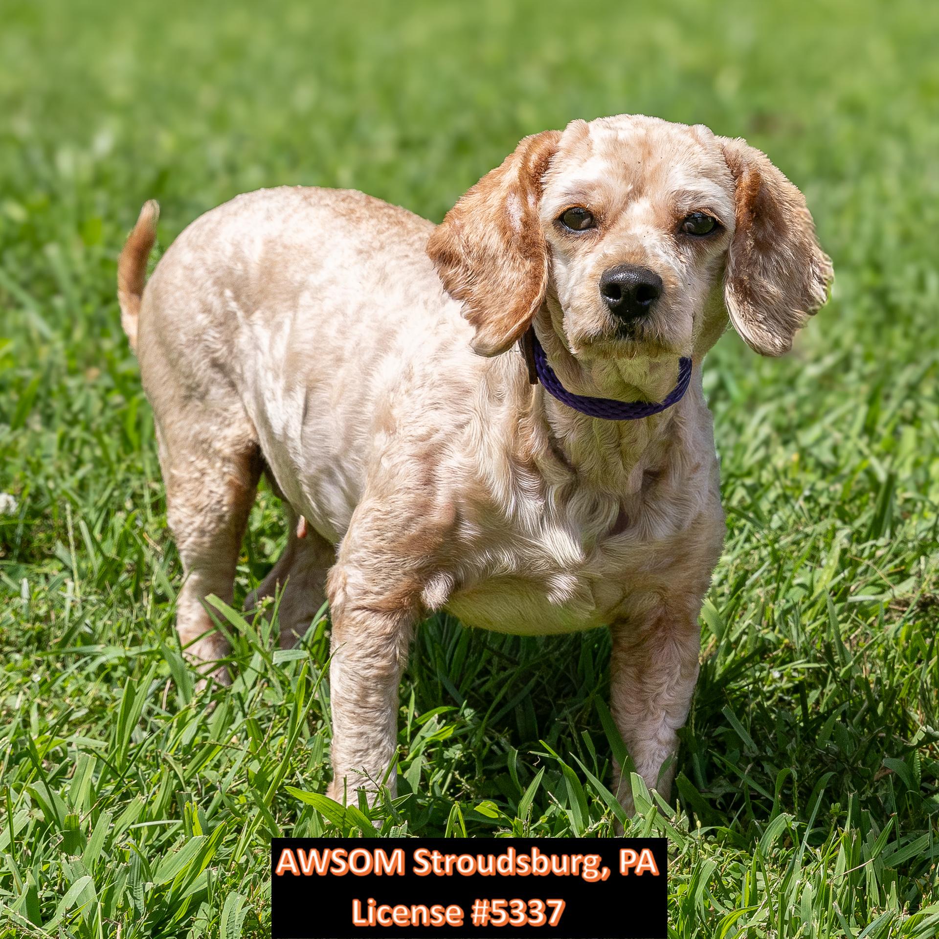 Enlarge Coco, a ADOPTABLE mixed breed in Stroudsburg, PA image 3/3