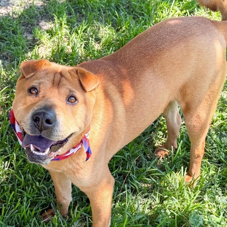 Chicken Elizabeth Nugget, Adoptable, Adult Female Shar-Pei.