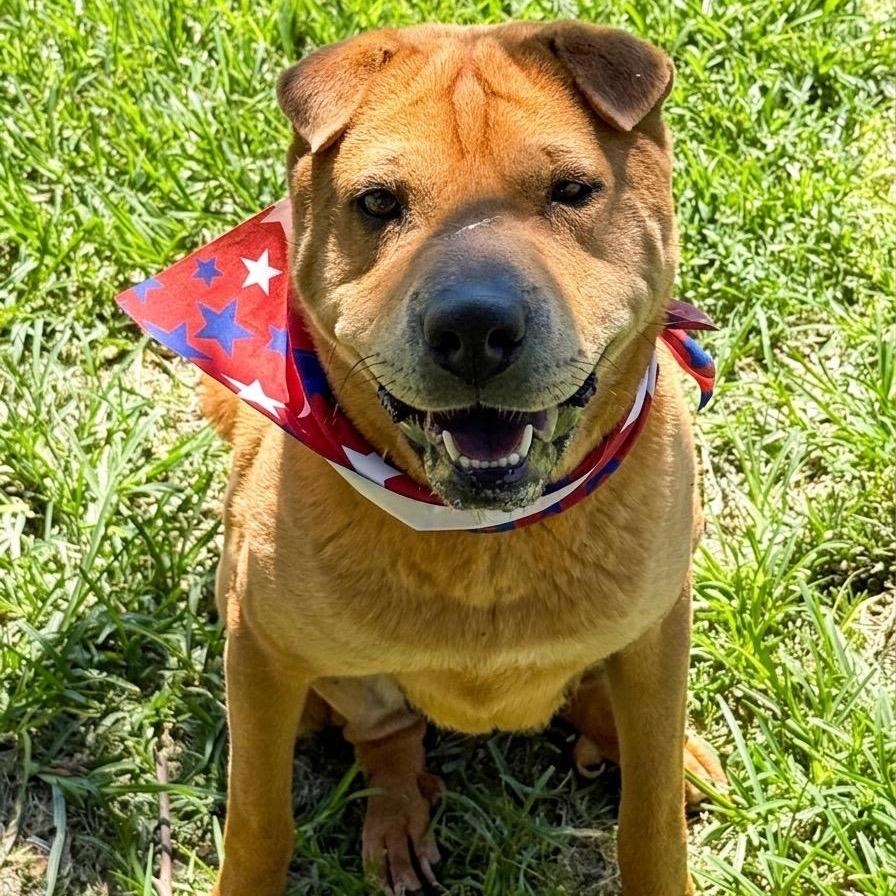 Enlarge Chicken Elizabeth Nugget, a Adoptable Shar-Pei in San Jacinto, CA image 2/6