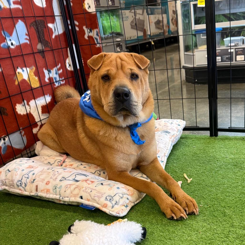Enlarge Chicken Elizabeth Nugget, a Adoptable Shar-Pei in San Jacinto, CA image 3/6