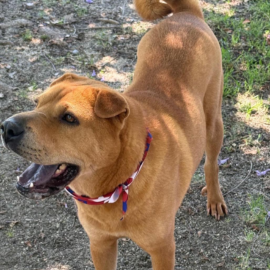 Enlarge Chicken Elizabeth Nugget, a Adoptable Shar-Pei in San Jacinto, CA image 4/6