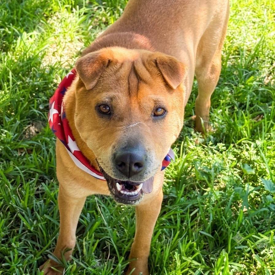 Enlarge Chicken Elizabeth Nugget, a Adoptable Shar-Pei in San Jacinto, CA image 5/6
