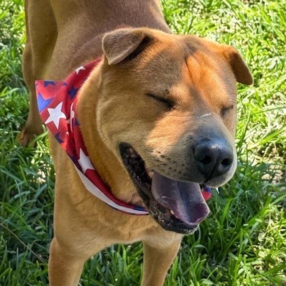 Enlarge Chicken Elizabeth Nugget, a Adoptable Shar-Pei in San Jacinto, CA image 6/6