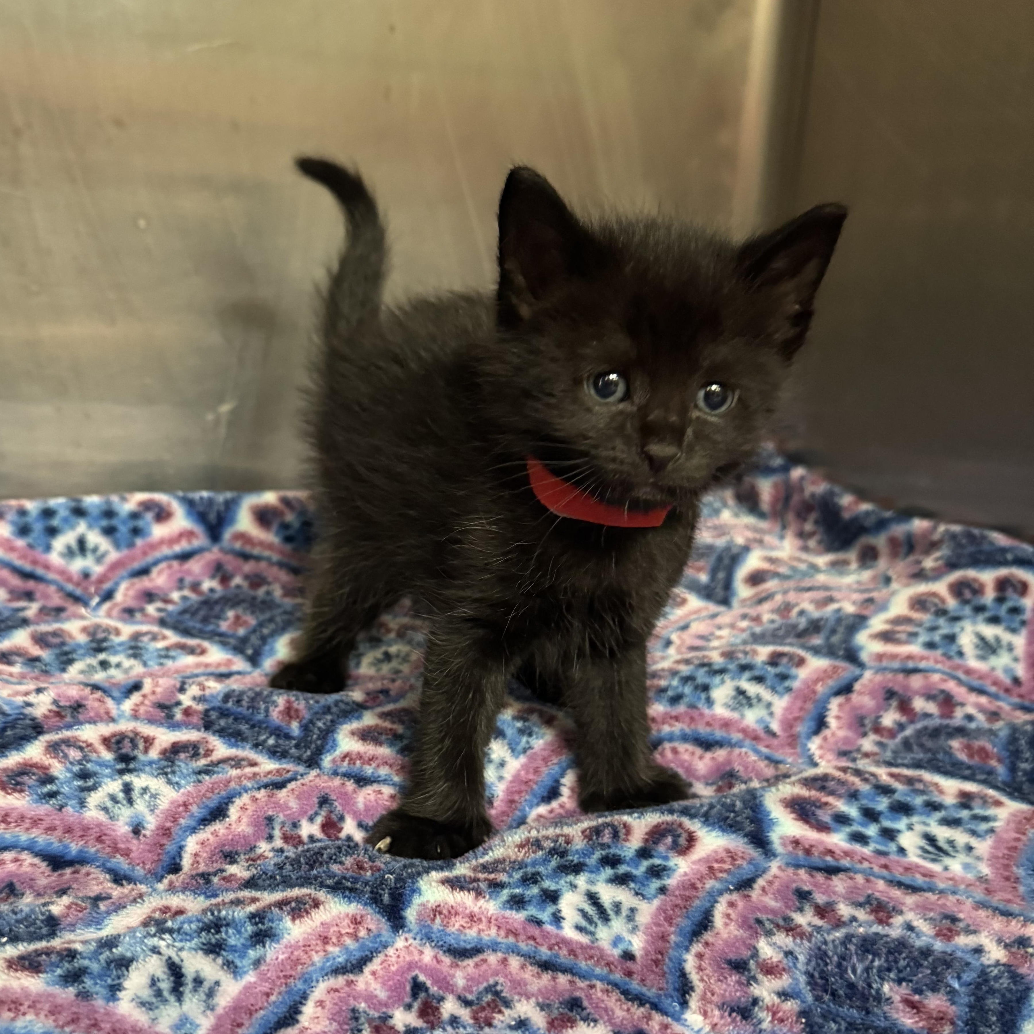 Linguine (Pasta Litter), a Adoptable Domestic Short Hair in Acworth, GA image 3/4