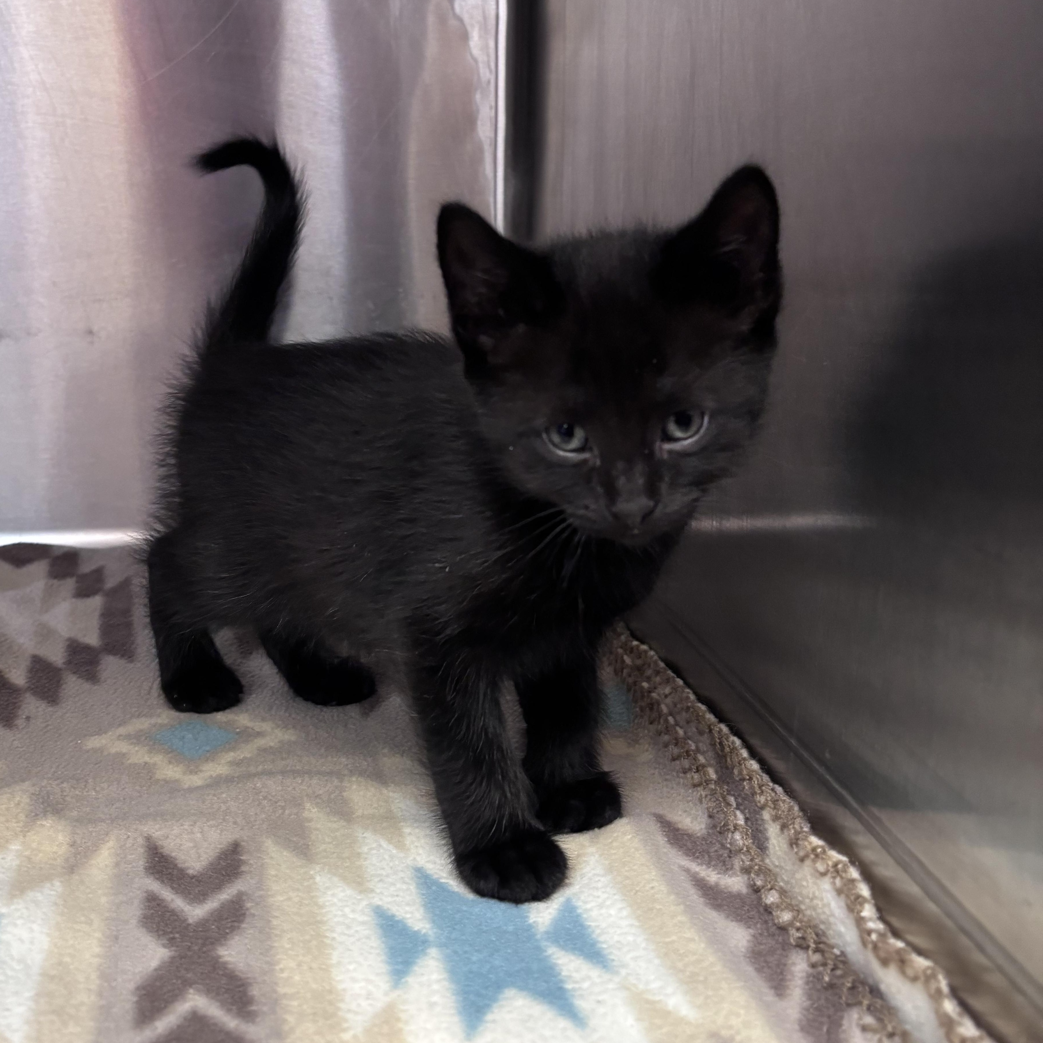 Linguine (Pasta Litter), Adoptable, Kitten Male Domestic Short Hair.