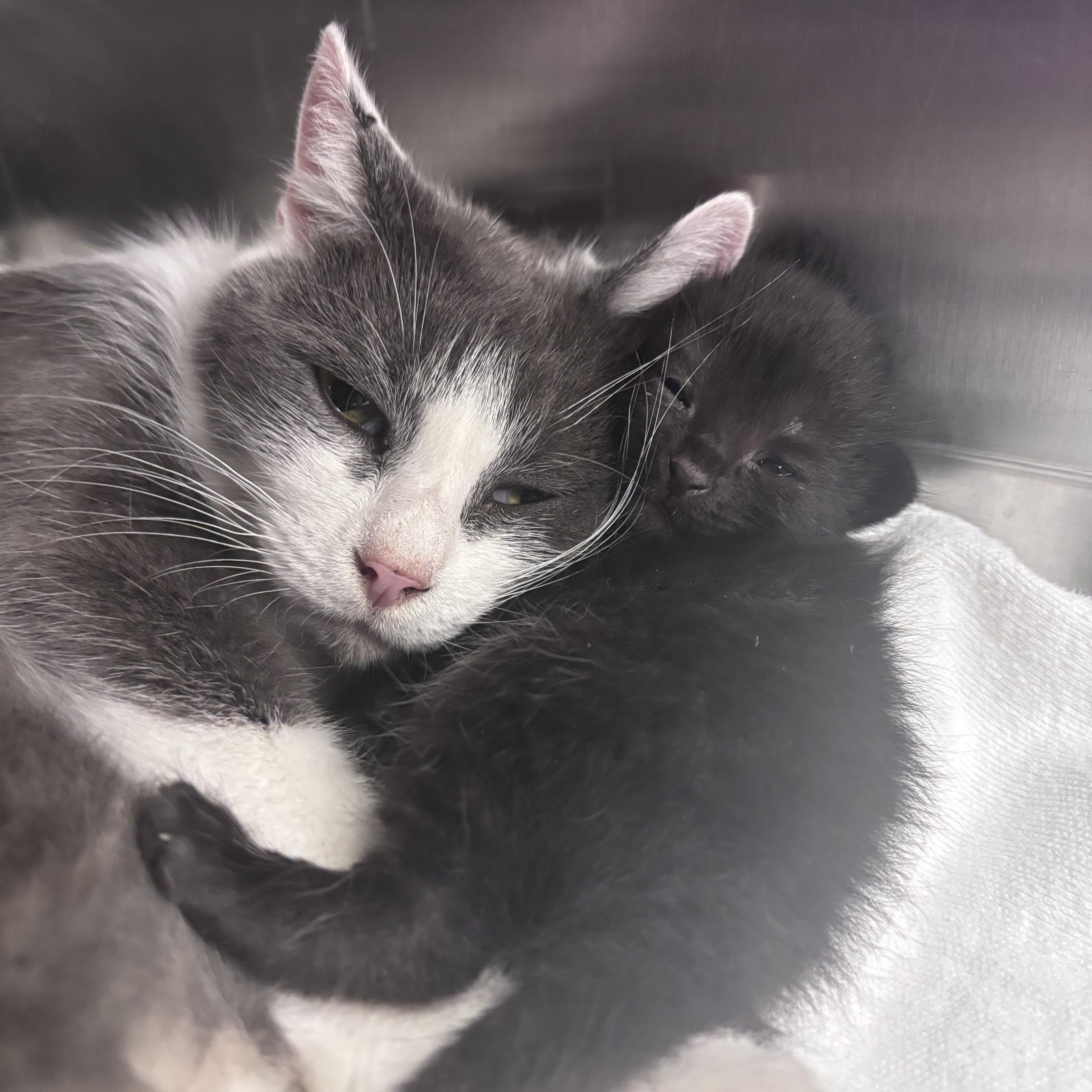 Linguine (Pasta Litter), a Adoptable Domestic Short Hair in Acworth, GA image 2/4