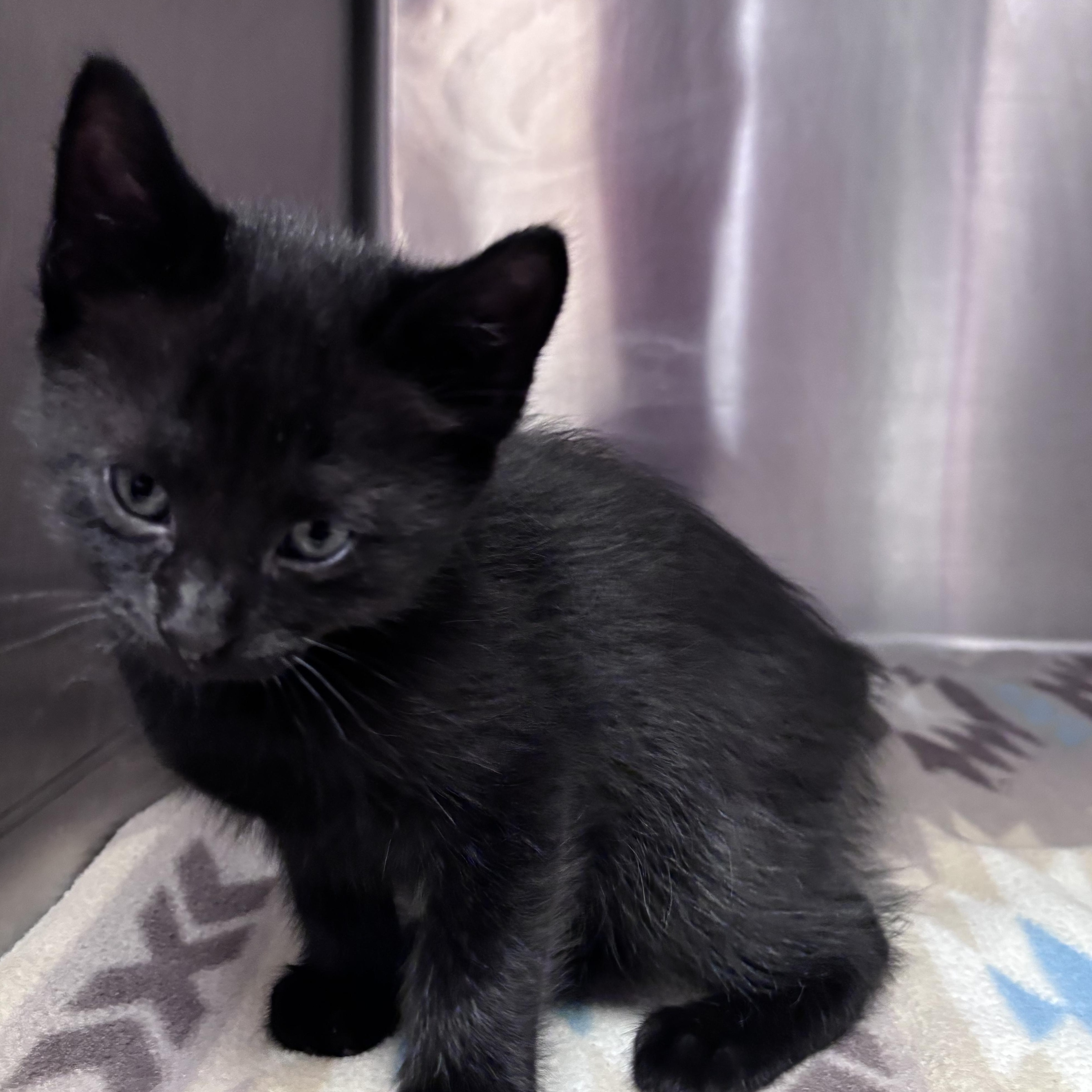Linguine (Pasta Litter), a Adoptable Domestic Short Hair in Acworth, GA image 4/4