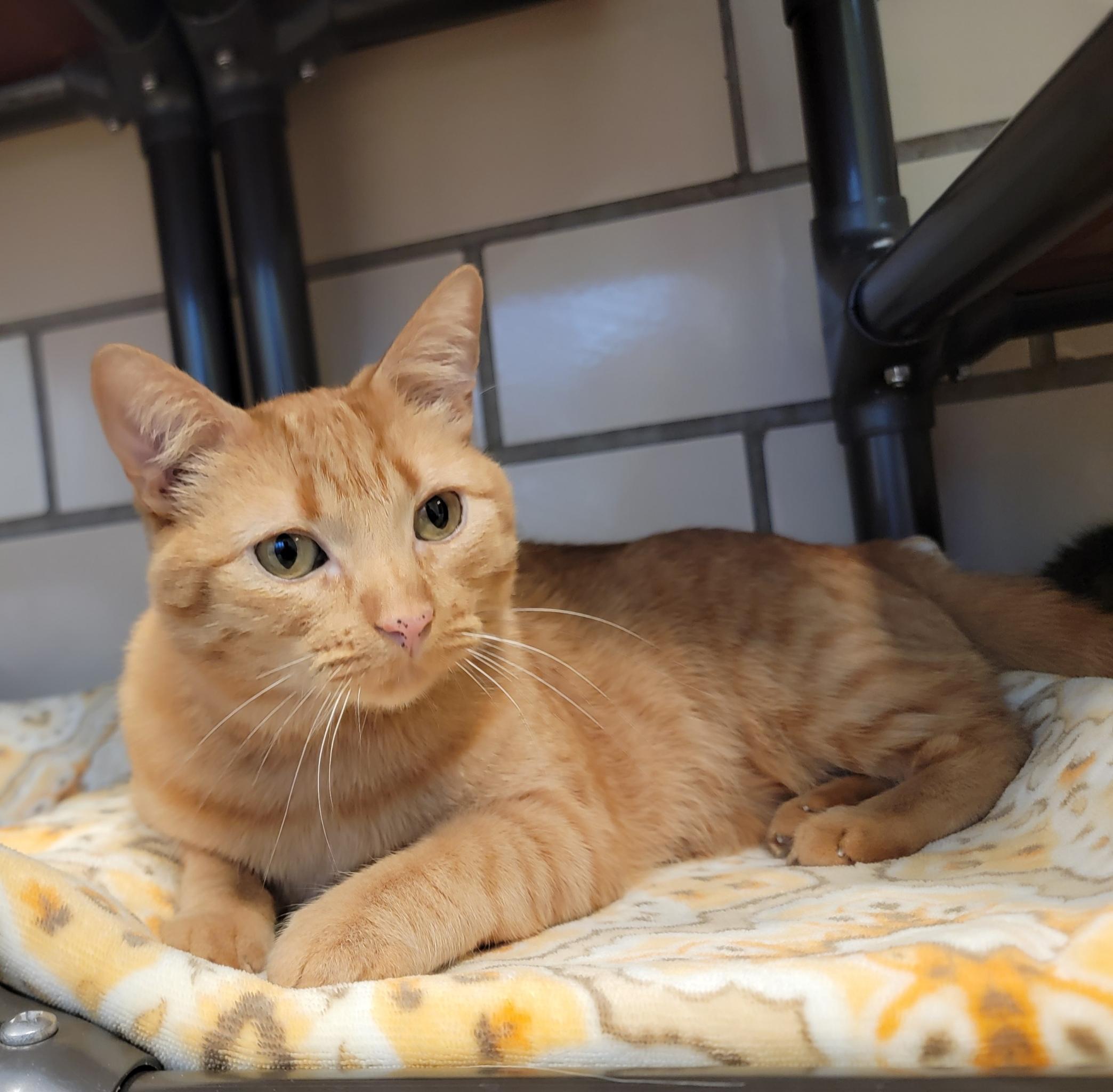 Little Goldie, ADOPTABLE, Adult Male American Shorthair.