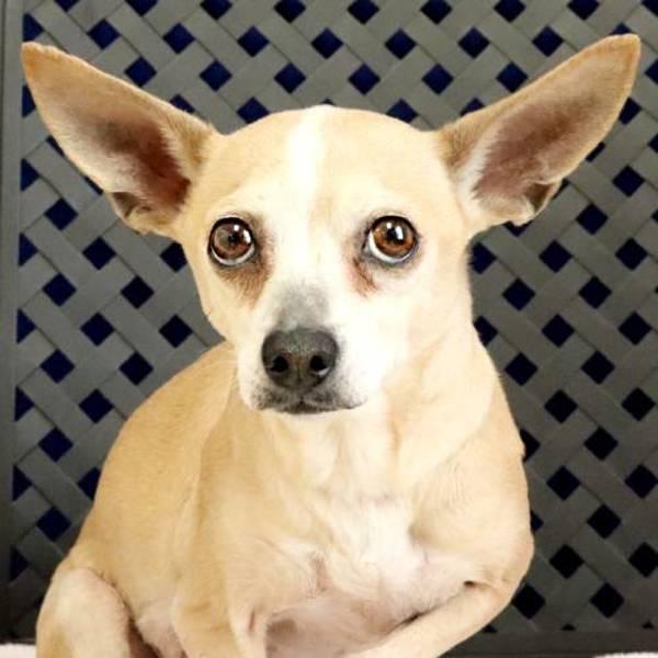 Enlarge Aspen, a Adoptable mixed breed in Midland, TX image 1/2