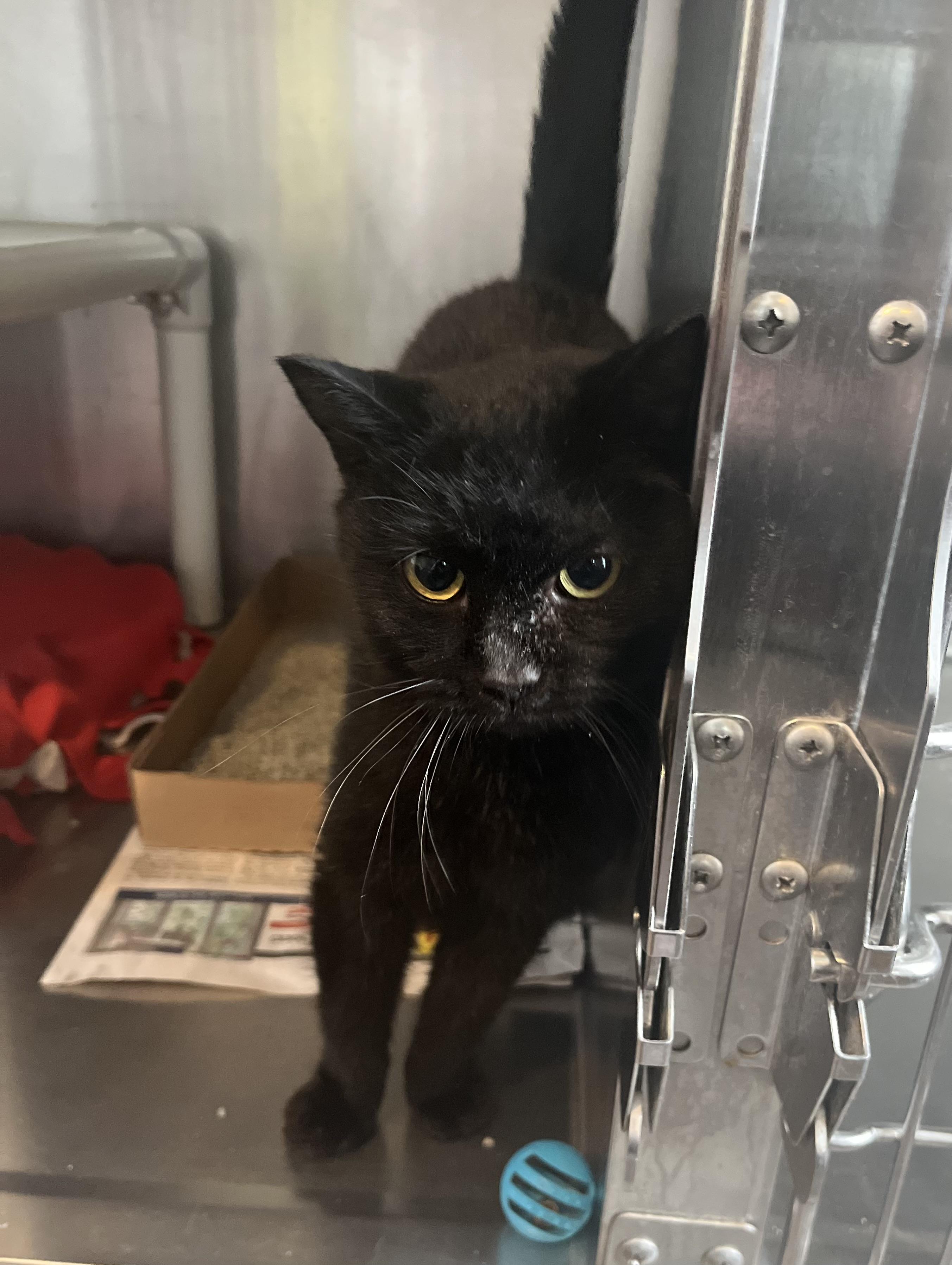 Enlarge Cardi, an adoptable Domestic Short Hair in Seville, OH image 2/3