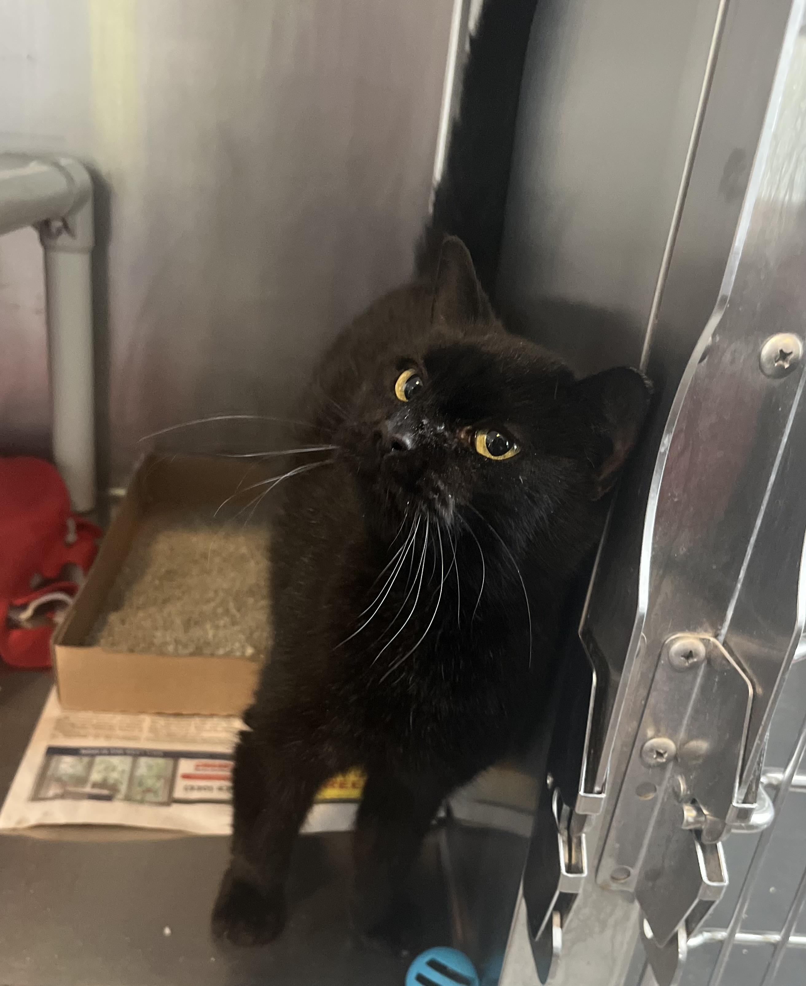 Enlarge Cardi, an adoptable Domestic Short Hair in Seville, OH image 3/3