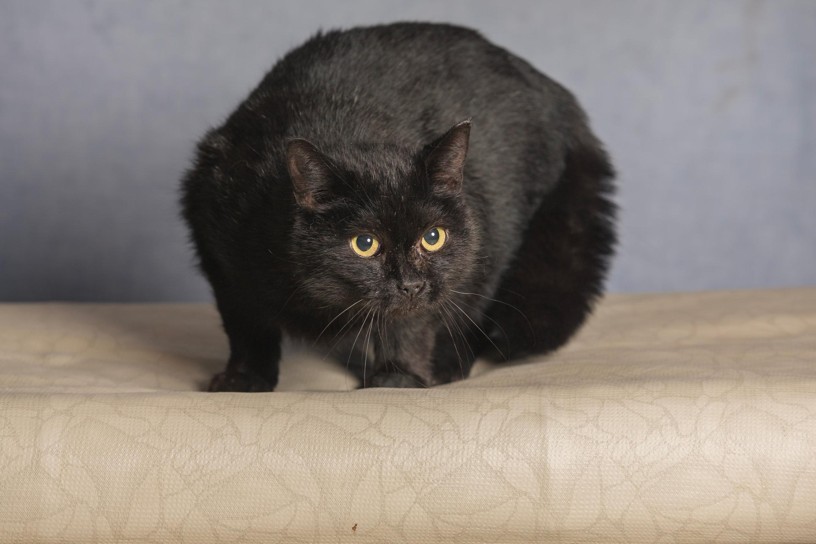 Enlarge Cardi, an adoptable Domestic Short Hair in Seville, OH image 2/4