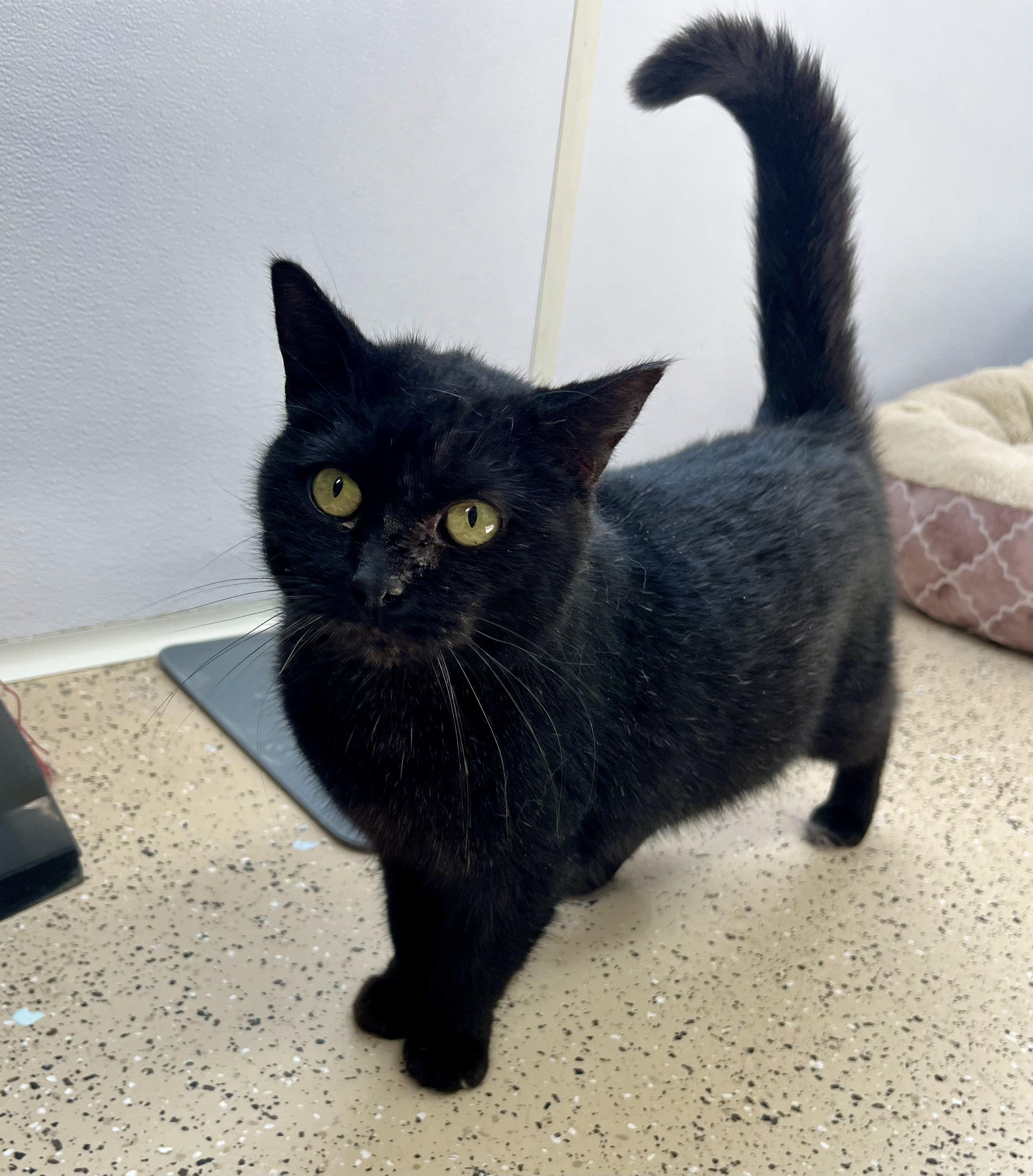 Cardi, adoptable, Adult Female Domestic Short Hair.