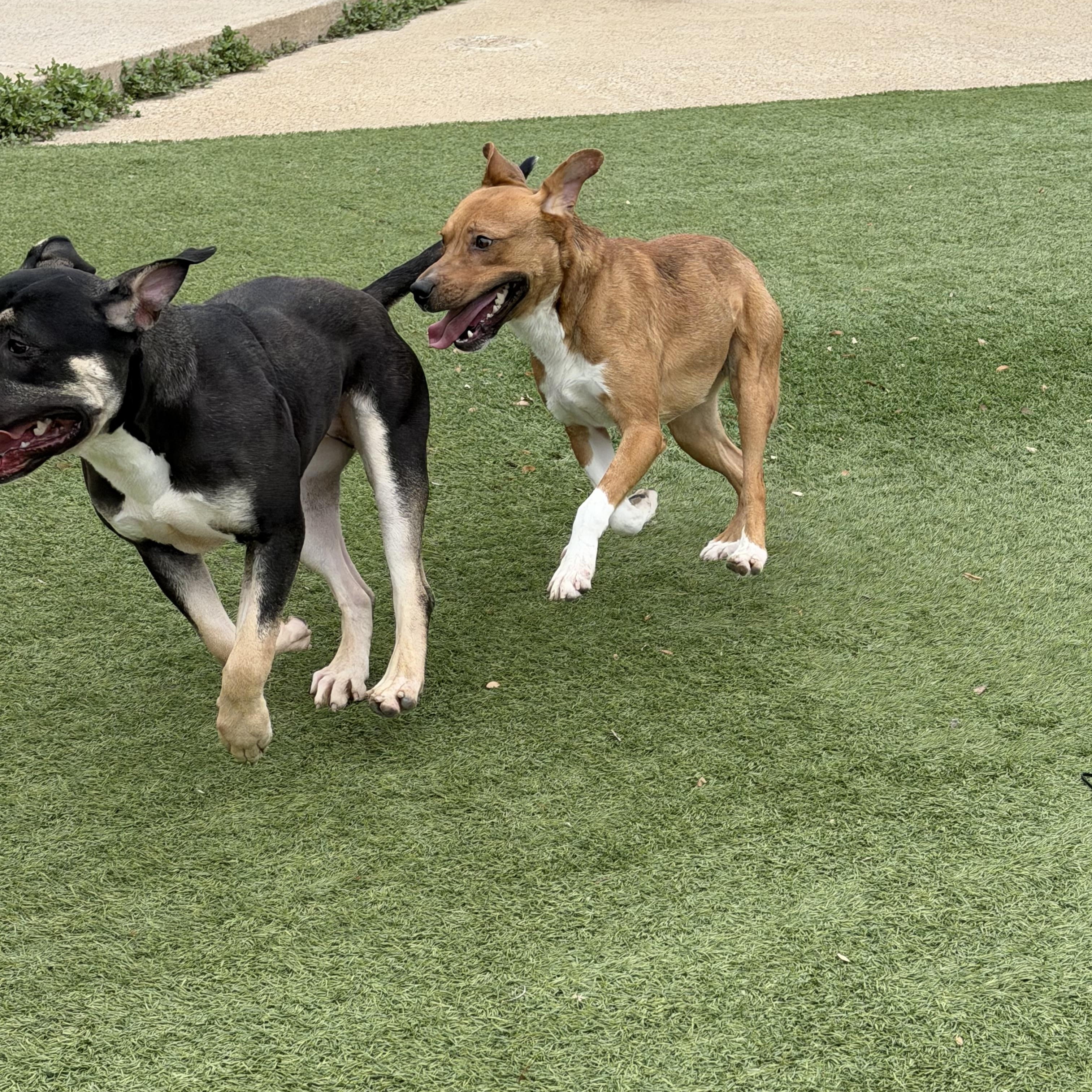 Enlarge Nash, a Adoptable mixed breed in West Hartford, CT image 3/6