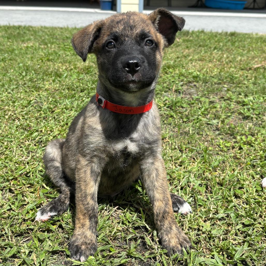 Enlarge JASON, a Adoptable mixed breed in Wellington, FL image 1/4