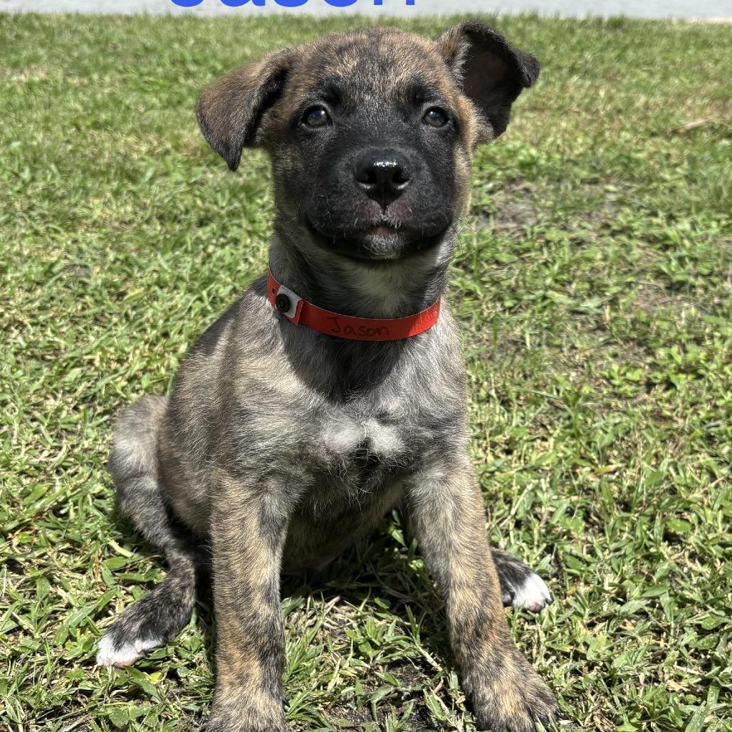 Enlarge JASON, a Adoptable mixed breed in Wellington, FL image 2/4