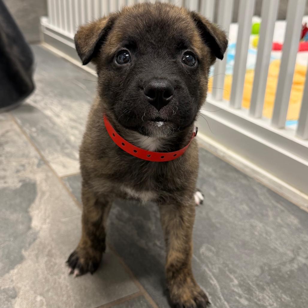 Enlarge JASON, a Adoptable mixed breed in Wellington, FL image 3/4