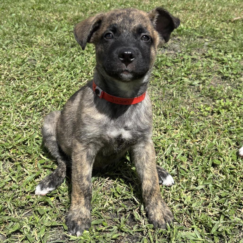 Enlarge JASON, a Adoptable mixed breed in Wellington, FL image 4/4