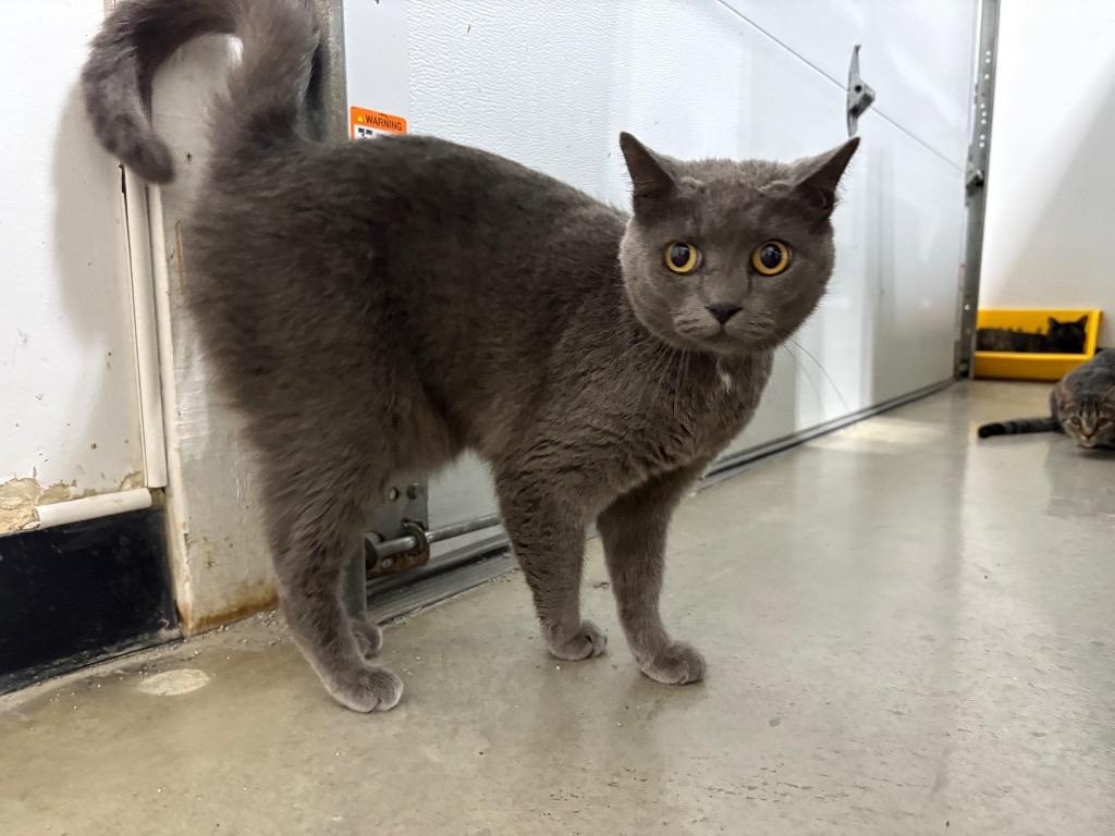 Zanie, an adoptable Domestic Short Hair in Powell, OH, 43065 | Photo Image 1