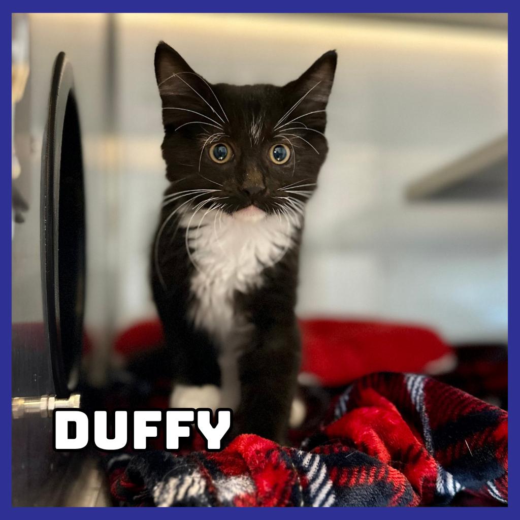 Duffy, Adoptable, Kitten Male Domestic Medium Hair.