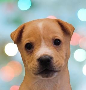 Asher, ADOPTABLE, Puppy Male Mixed Breed.