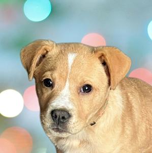 Asher, ADOPTABLE, Puppy Male Mixed Breed.