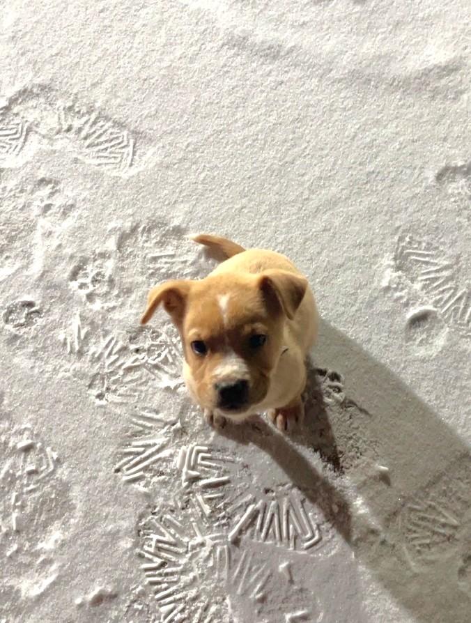 Enlarge Asher, a ADOPTABLE Mixed Breed in Schaumburg, IL image 3/4