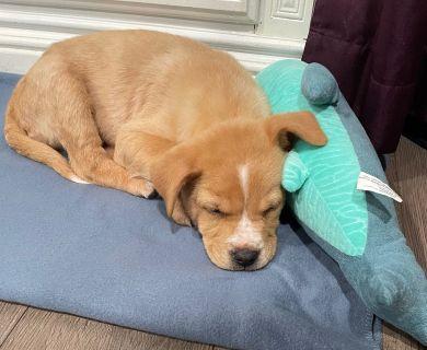 Enlarge Asher, a ADOPTABLE Mixed Breed in Schaumburg, IL image 2/4