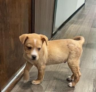 Enlarge Asher, a ADOPTABLE Mixed Breed in Schaumburg, IL image 4/4