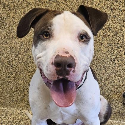 Enlarge Drew, a Adoptable mixed breed in Merriam, KS image 2/3