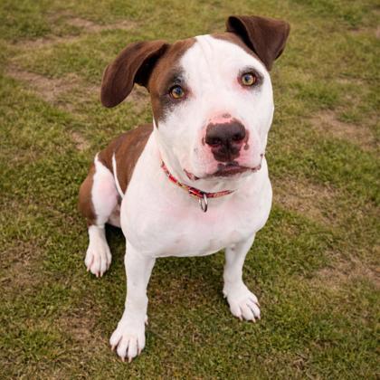Enlarge Drew, a Adoptable mixed breed in Merriam, KS image 3/3