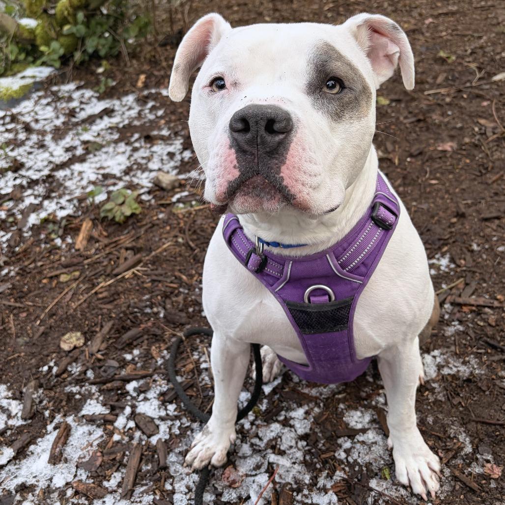 Rockefeller, Adoptable, Adult Male Pit Bull Terrier.