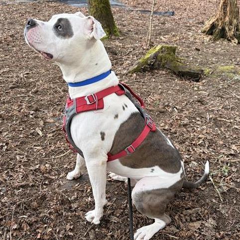 Enlarge Rockefeller, a Adoptable mixed breed in Woodinville, WA image 2/6