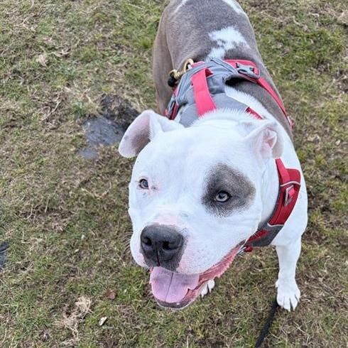 Enlarge Rockefeller, a Adoptable mixed breed in Woodinville, WA image 3/6