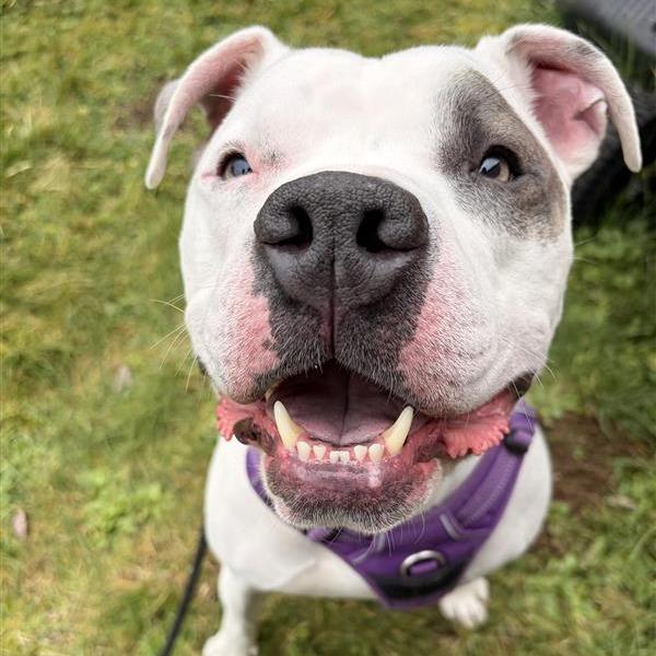 Enlarge Rockefeller, a Adoptable mixed breed in Woodinville, WA image 4/6