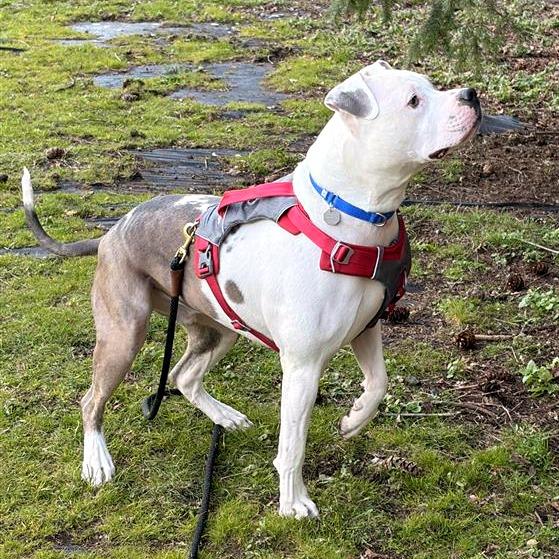 Enlarge Rockefeller, a Adoptable mixed breed in Woodinville, WA image 5/6