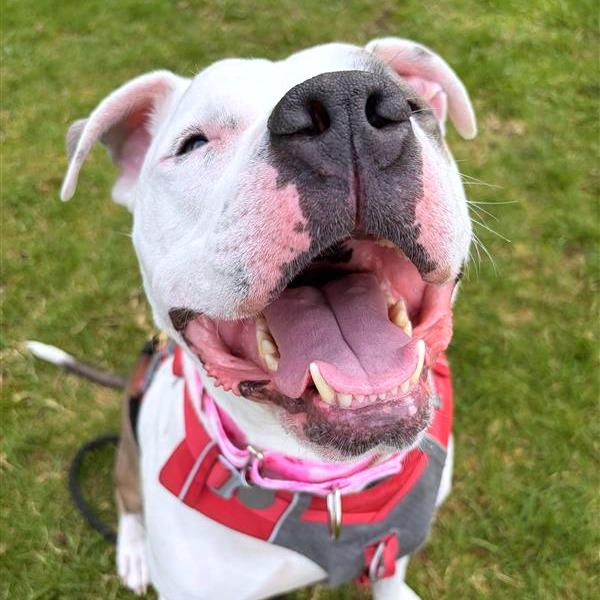 Enlarge Rockefeller, a Adoptable mixed breed in Woodinville, WA image 6/6