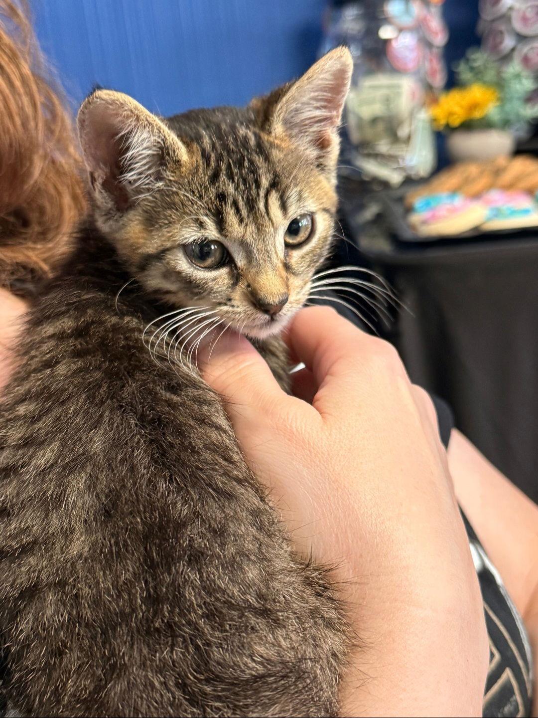 Enlarge Ophelia, a Adoptable mixed breed in Campbell, CA image 1/2