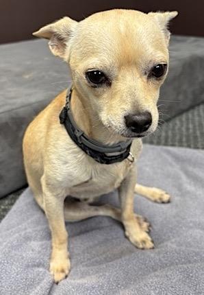 Poncho, Adopted, Young Male Chihuahua.