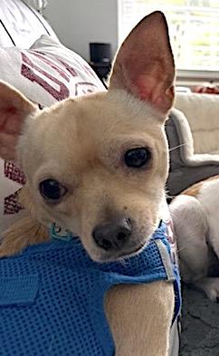 Enlarge Poncho, a Adopted Chihuahua in Mount Airy, NC image 3/5