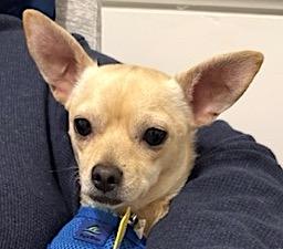 Enlarge Poncho, a Adopted Chihuahua in Mount Airy, NC image 4/5